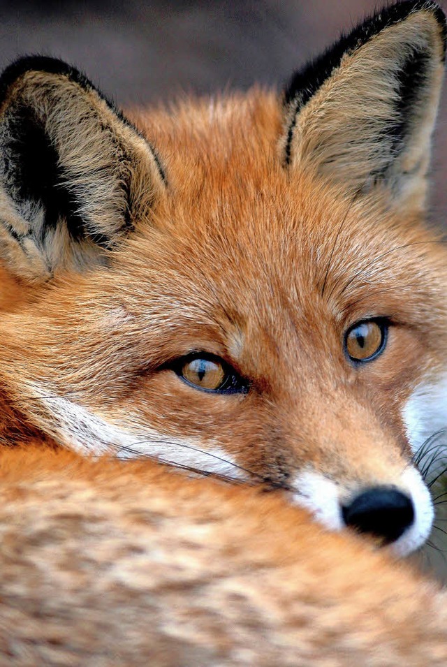 Sorgt immer wieder fr Unruhe in Wohngebieten: der Fuchs   | Foto: DPA