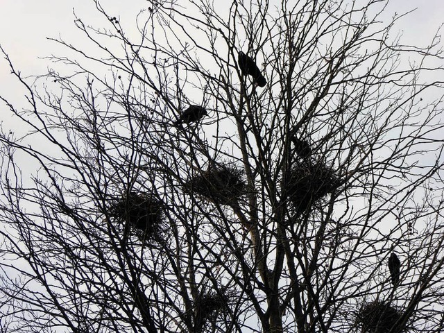 Die von der Stadt abgerumten Nester i...nen. Sie krchzen sich weiterhin eins.  | Foto: Heinz Scholz