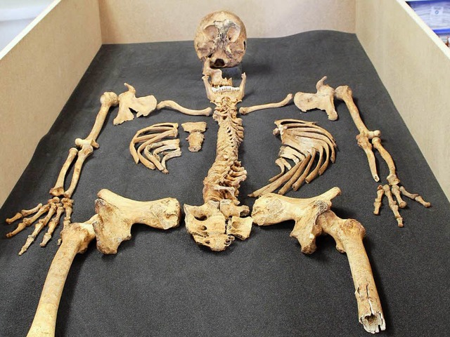 Die erhaltenen Knochen der  bestattete...wischen gereinigt und wieder geordnet.  | Foto: Rolf Reimann