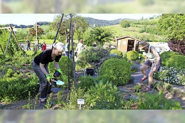 Ein Dutzend Kruterbegeisterter pflegt in Oberried liebevoll die heimischen Kruter und Heilpflanzen