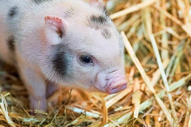 Fotos: Im Zoo Basel gibt es neue Mini-Schweine-Babys