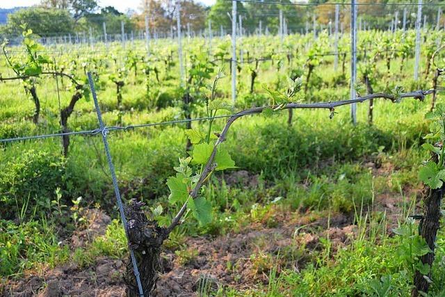 Die Ernteausflle im sdlichen Breisgau halten sich in Grenzen