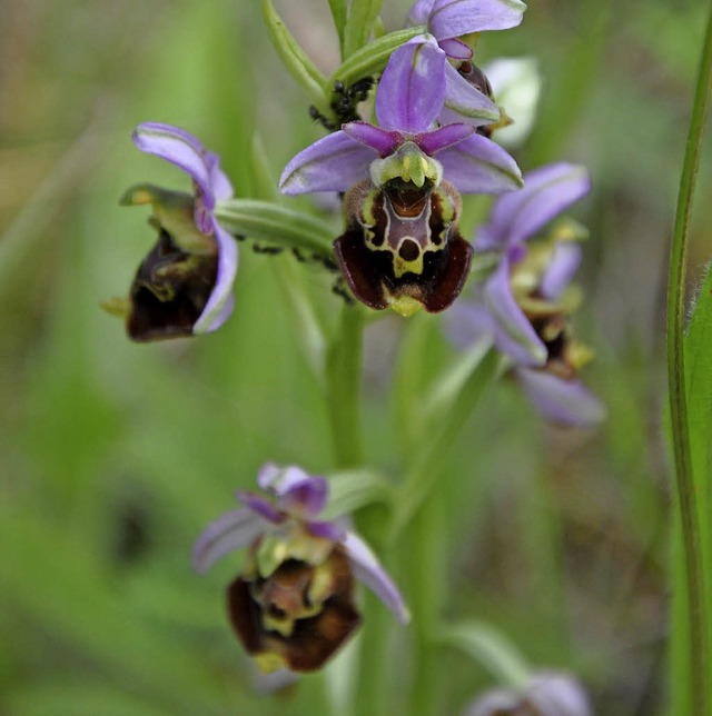 Im Totengrien blhen verschiedene Orchideen. Dazu gehrt die Hummel-Ragwurz.   | Foto: Schtz