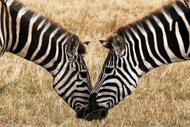 Zebras vertrauen auf ihren Wanderungen ihren Erinnerung