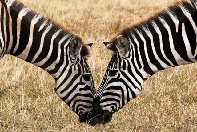 Zebras in Afrikas Savanne   | Foto: dpa