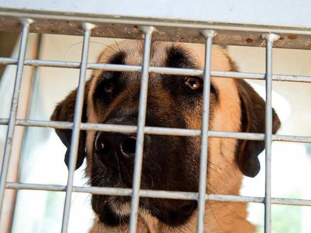 Ein Hund das Rasse Kangal hat im Kreis... angegriffen und gettet. (Symbolbild)  | Foto: dpa