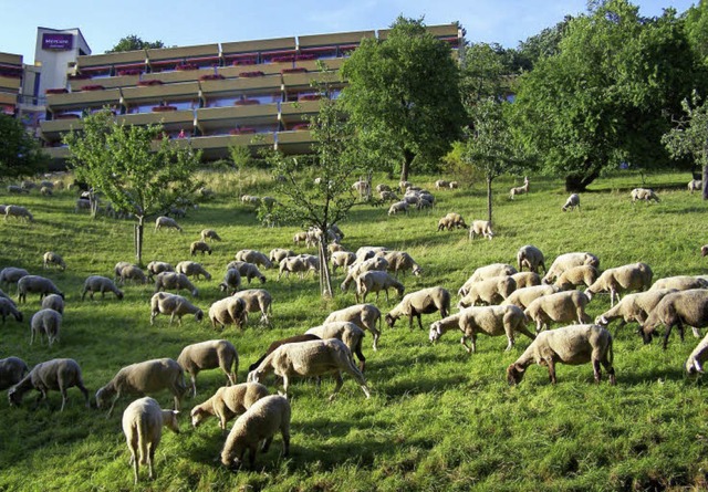 Schafe und Ziegen sollen dazu beitrage...hhalde (beim Panoramahotel Mercure).    | Foto: Hans Sigmund