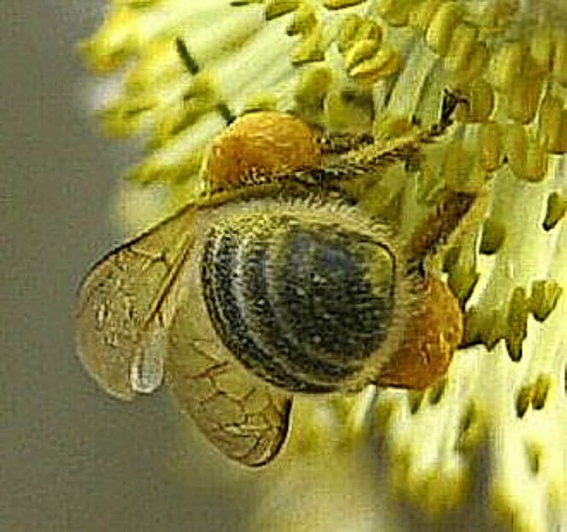 Bienen werden sich ber die Aktion in Rickenbach freuen.  | Foto: Nabu