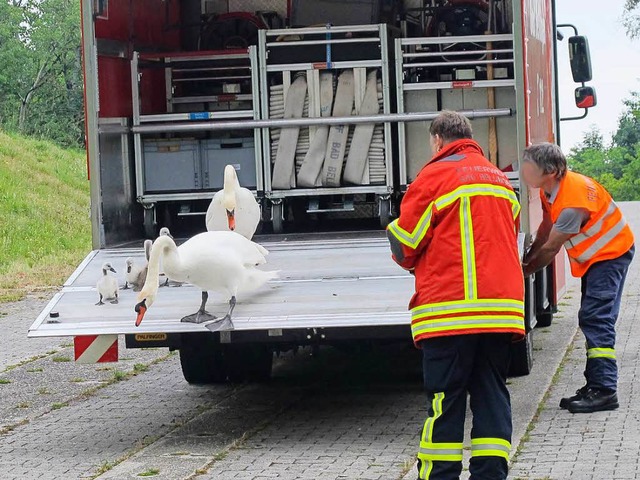 Polizei und Feuerwehr brachten die Schwanenfamilie in Sicherheit  | Foto: Polizeiprsidium Freiburg