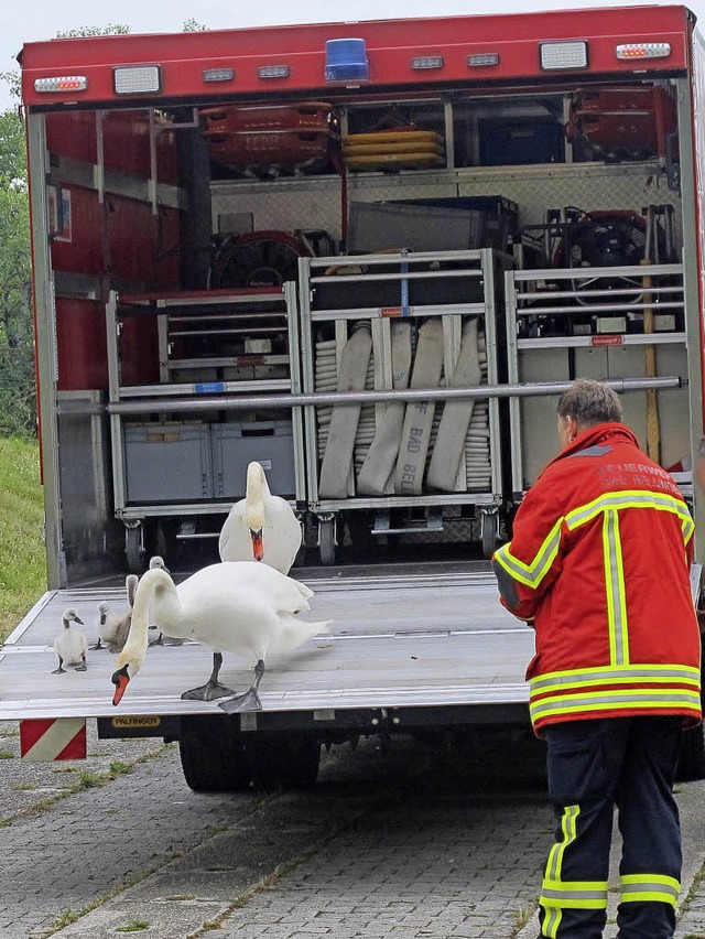 Polizei und Feuerwehr brachten die Schwanenfamilie in Sicherheit.  | Foto: Polizeiprsidium Freiburg