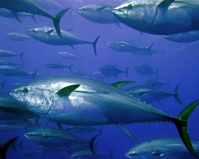 Durch Plastikmll gefhrdet: Thunfische  | Foto: dpa