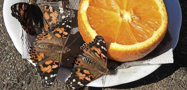 Zu futtern gab es unter anderem Orangen.   | Foto: Verena Pfeiffer