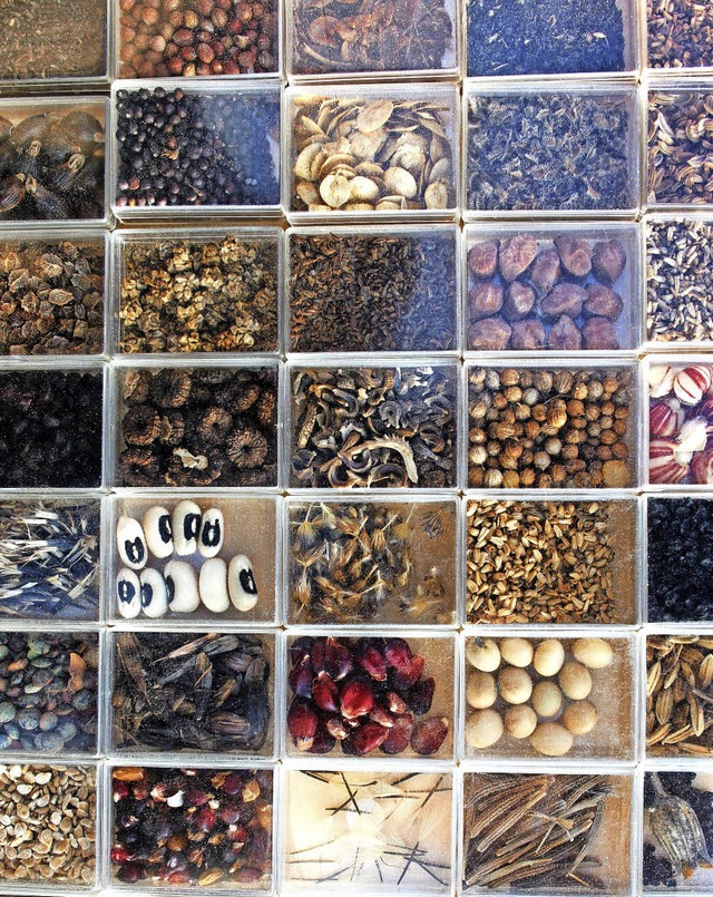 Diese Samen stammen aus dem Eichstetter Samengarten   | Foto: david