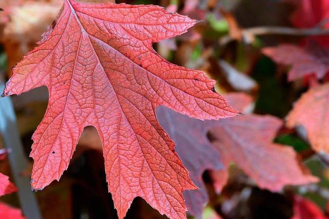 Betreiben Bäume mit roten Blättern auch Fotosynthese?