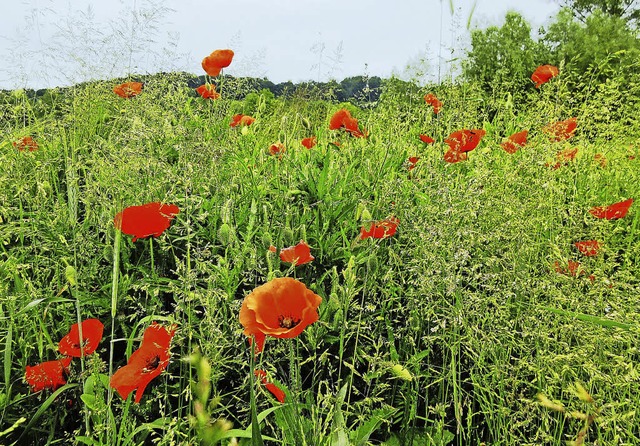 ROTE FARBTUPFERKENZINGEN-NORDWEIL (rmn...chen Blume meist nur von kurzer Dauer.  | Foto: Reiner Merz