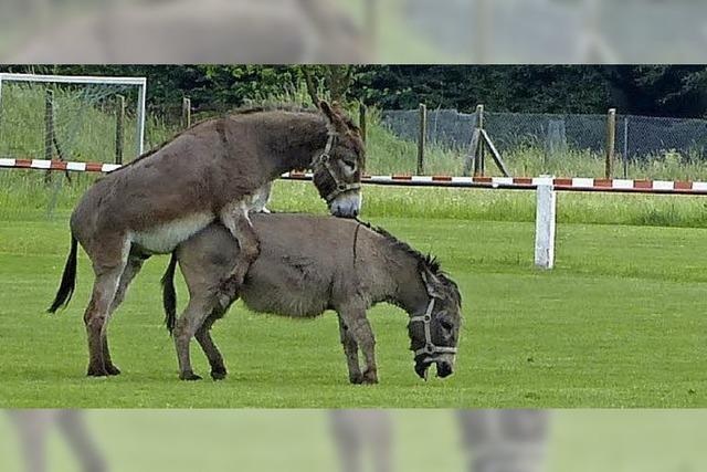 Eine sportliche Eselei