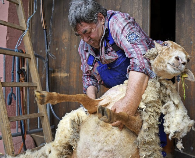 Karl Klblin befreit das   Tier von der Wolle.   | Foto: Julius Steckmeister