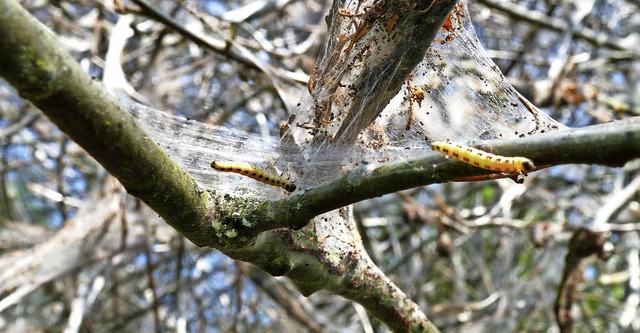 Die Raupen der Traubenkirschen-Gespins...und harmlosen Nachtfaltern entwickeln.  | Foto:  Gabi Lendle