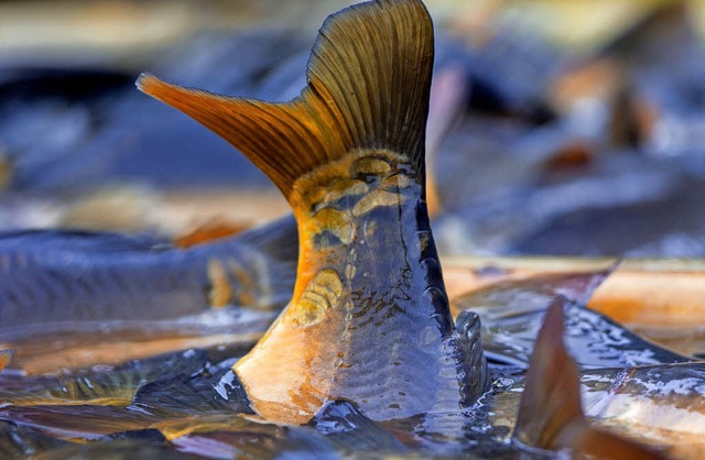 Lachs, Barben aber auch Karpfen (unser... Nahrungsquelle fr die Schwrstdter.  | Foto: Symbolfoto: dpa