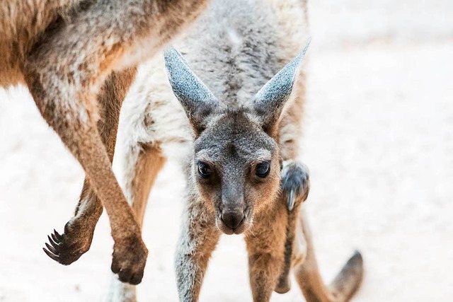 Hpf, hpf &#8211; die jungen Westlich... aus dem Beutel der Mutter gesprungen.  | Foto: Zoo Basel (Torben Weber)