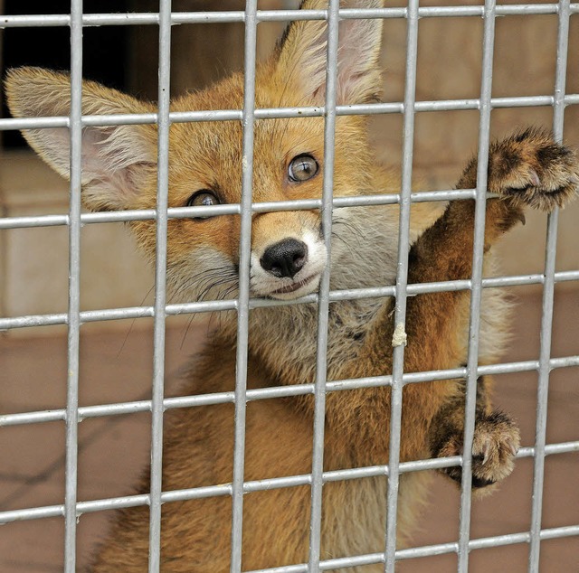 Will wieder zurck in den Wald: ein Fuchswelpe in der Auffangstation  | Foto: Bettina Schaller