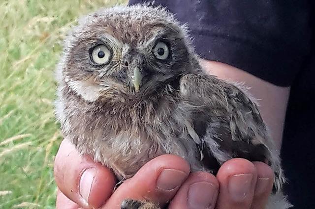 Mit dem Naturschutzbund zu jungend Steinkuzen