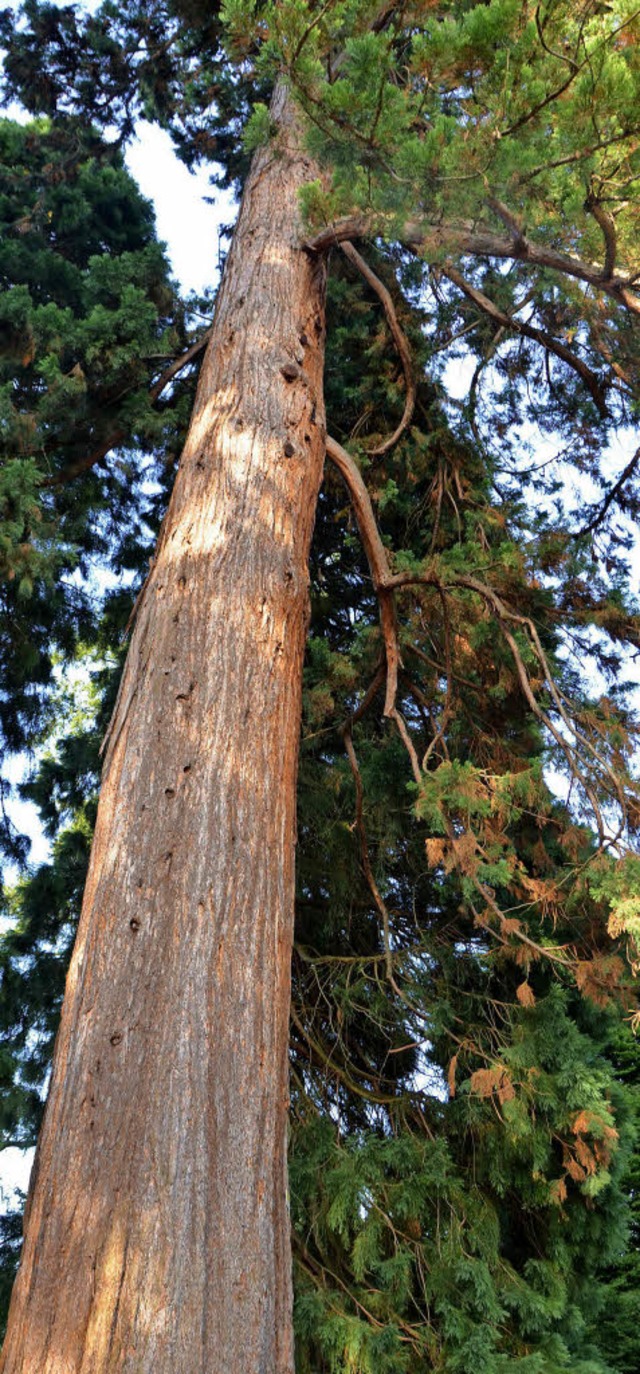 Ein Star im Kurpark Badenweiler und der Baumkulturtage: der Mammutbaum   | Foto: S. Umiger