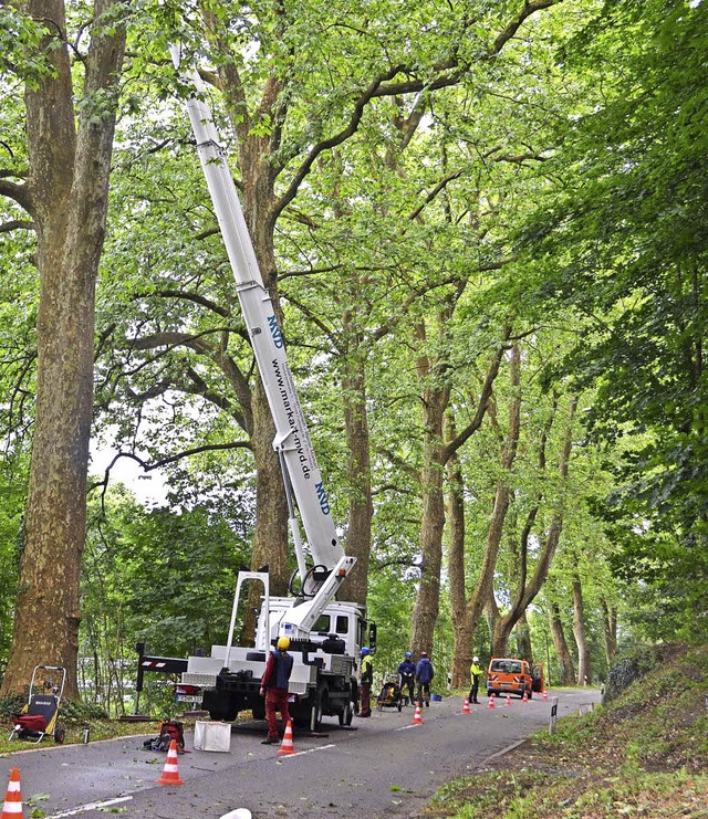 Verkehrsicherungsarbeiten der Straenmeisterei im Engewald  | Foto: Nikolaus Bayer