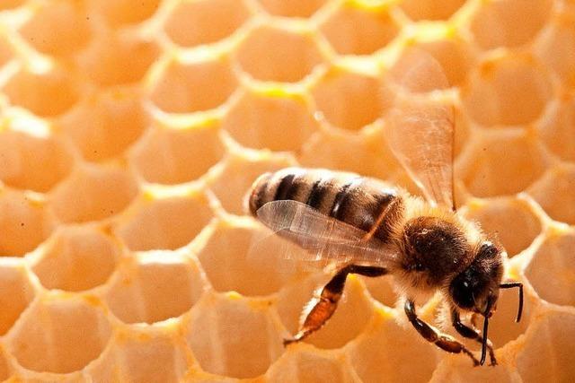 Am Sonntag ist Bienensonntag auf dem Mundenhof