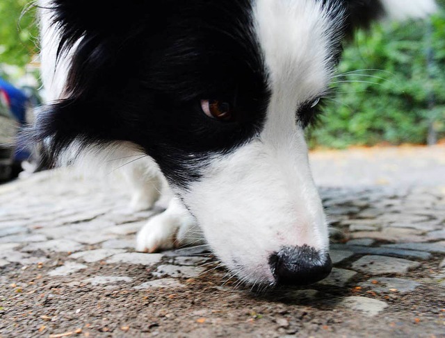 Giftkder sind besonders fr Hunde gefhrlich.  | Foto: dpa