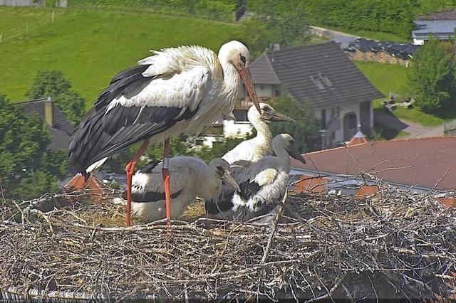 Strche auf dem Seelbacher Rathausdach