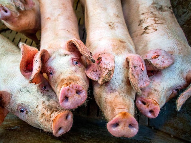 Ferkel in einem Schweinezuchtbetrieb (Symbolfoto)  | Foto: dpa