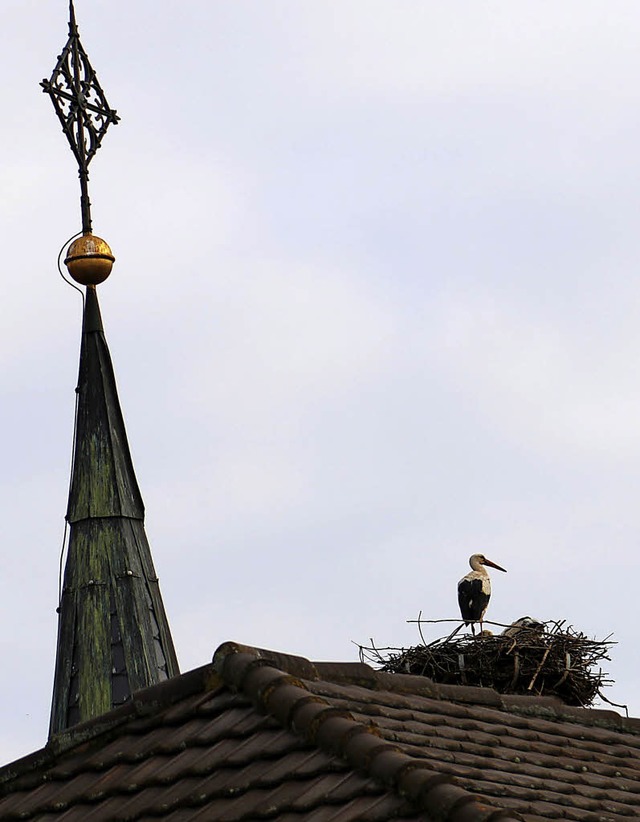 Ein Storch  auf dem Dach der Stadtkirche.  | Foto: Dagmar Barber
