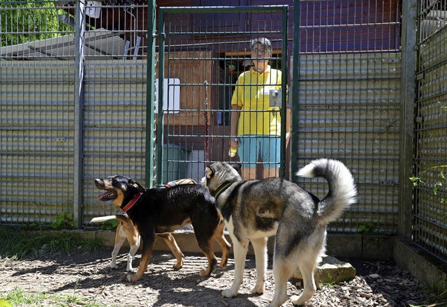 Die Vorsitzende Martina Lais zusammen mit den Hunden   | Foto: BRUCKER