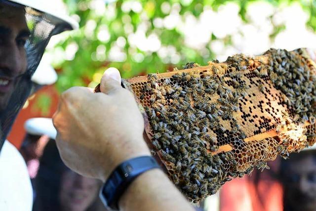 Fotos: Bienentag auf dem Freiburger Mundenhof