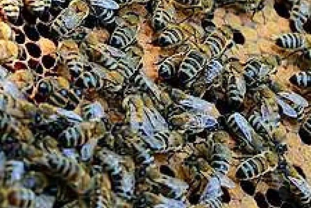 Summa summarum ein informativer Bienentag auf dem Mundenhof