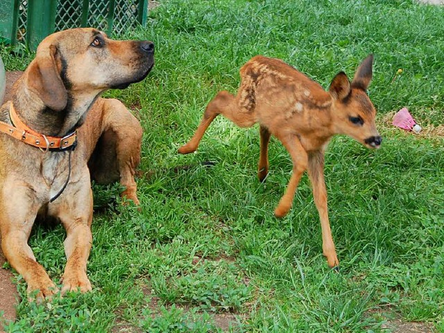 Rehkitz Rudi und Hundedame Alba verstehen sich prchtig.  | Foto: Petra Wunderle