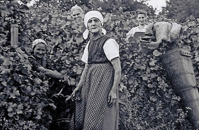 Historische Fotos aus dem Zeller Abtsb...bsten und Mnner beim Reben spritzen.   | Foto: Zeller Abtsberg Winzer