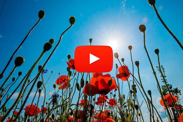 Sommer, Sonne, Youtube: Auf der Videop...Tutorials fr die schnste Jahreszeit.  | Foto: dpa, Montage