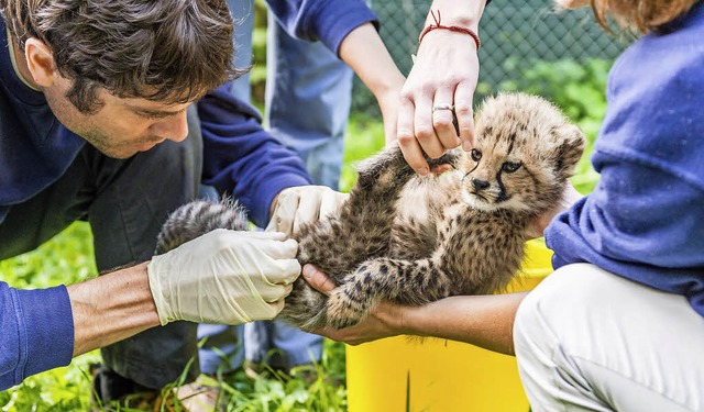 Beim ersten Gesundheits-Check sind die...en um Mnnchen oder Weibchen handelt.   | Foto: Zoo Basel/Torben Weber