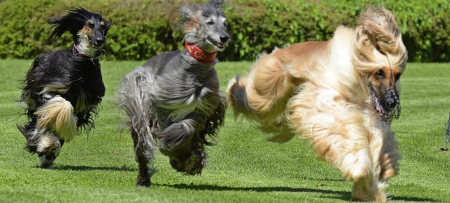 Mit wehendem Haar immer dem falschen H...rher: Windhunde lieben es, zu  jagen.   | Foto: rita eggstein