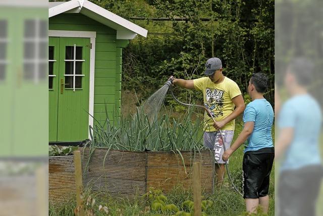 Gartenarbeit mit Pferdemist und Wrmern