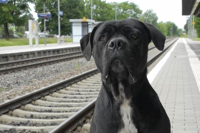 Lrrach: Polizei nimmt schwarzfahrenden Hund fest