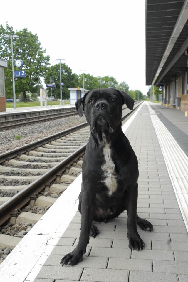 Hund alleine in der S-Bahn: ein auerg...cher Einsatz fr die Lrracher Polizei  | Foto: Leony Stabla