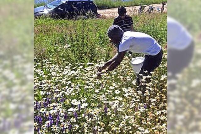 Flchtlinge sammeln Blumen