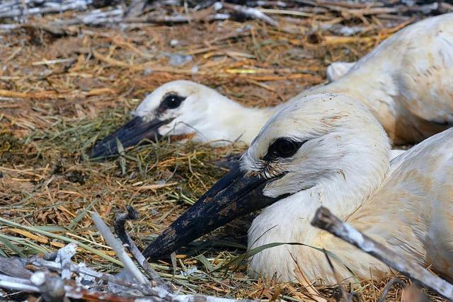 Fotos: Beringung der Jungstrche in Schallstadt