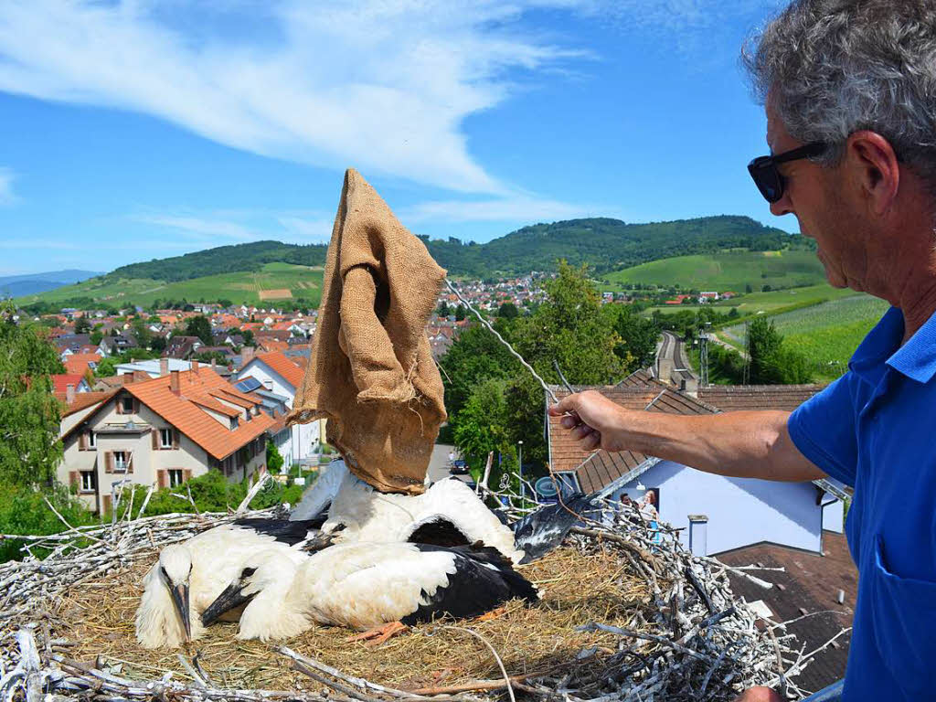 Gustav Bickel, Vorsitzender des Vereins Weistorch Breisgau, sorgt mittels eines Tuchs dafr, dass die Jungstrche ruhig liegen bleiben, so dass er sie beringen kann.