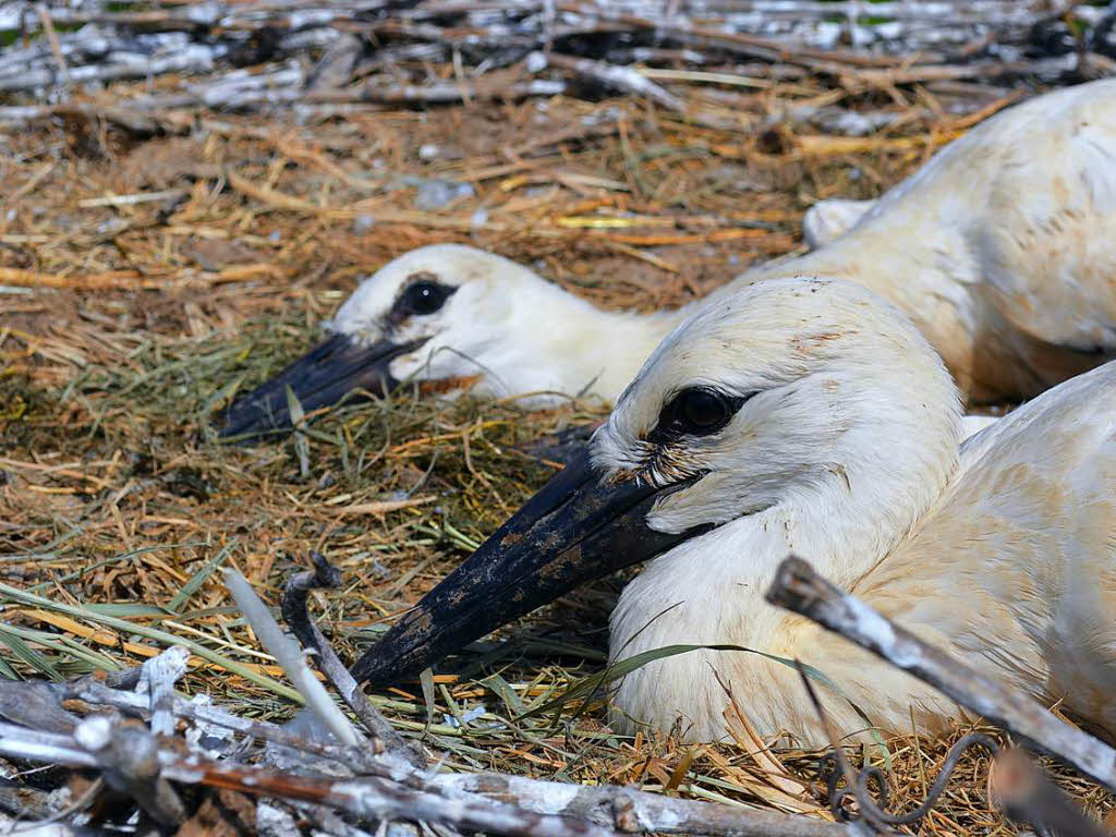 Das klappt gut: Ganz ruhig liegen die Jungtiere in dem Nest.