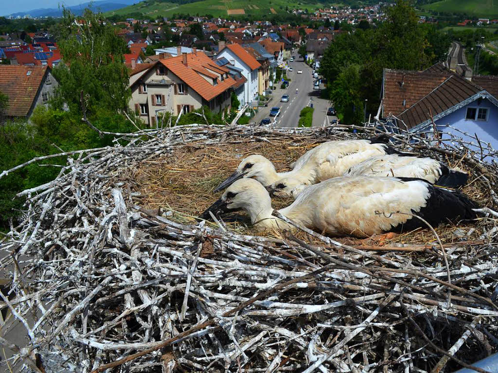 Aus der Vogelperspektive: Schallstadts Ortsdurchfahrt und hinten rechts die Bahngleise