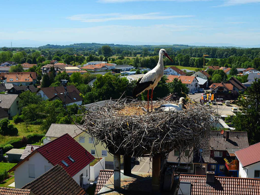Als sich Gustav Bickel dem Nest nhert, sind auch Mutter oder Vater Storch noch da.